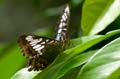 149 Segler - Parthenos sylvia